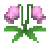 hmbtn pinkcatflower